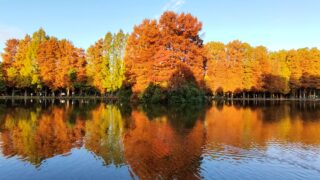 紅葉の写真が好評なので、動画でもご紹介します