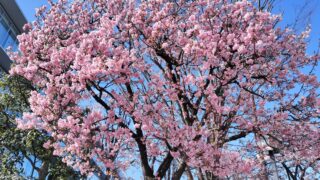 桜の季節になってきました！