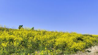 桜の季節まで、あと少し、、、