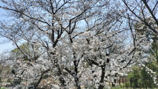 桜の季節も終盤です（ほんと、短い、、、）