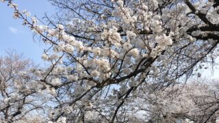 桜も見ごろです。週末に撮りだめしました！