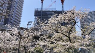 桜の季節終わり＆噂のマンションです
