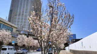 桜も見納めかと思いますが、、、