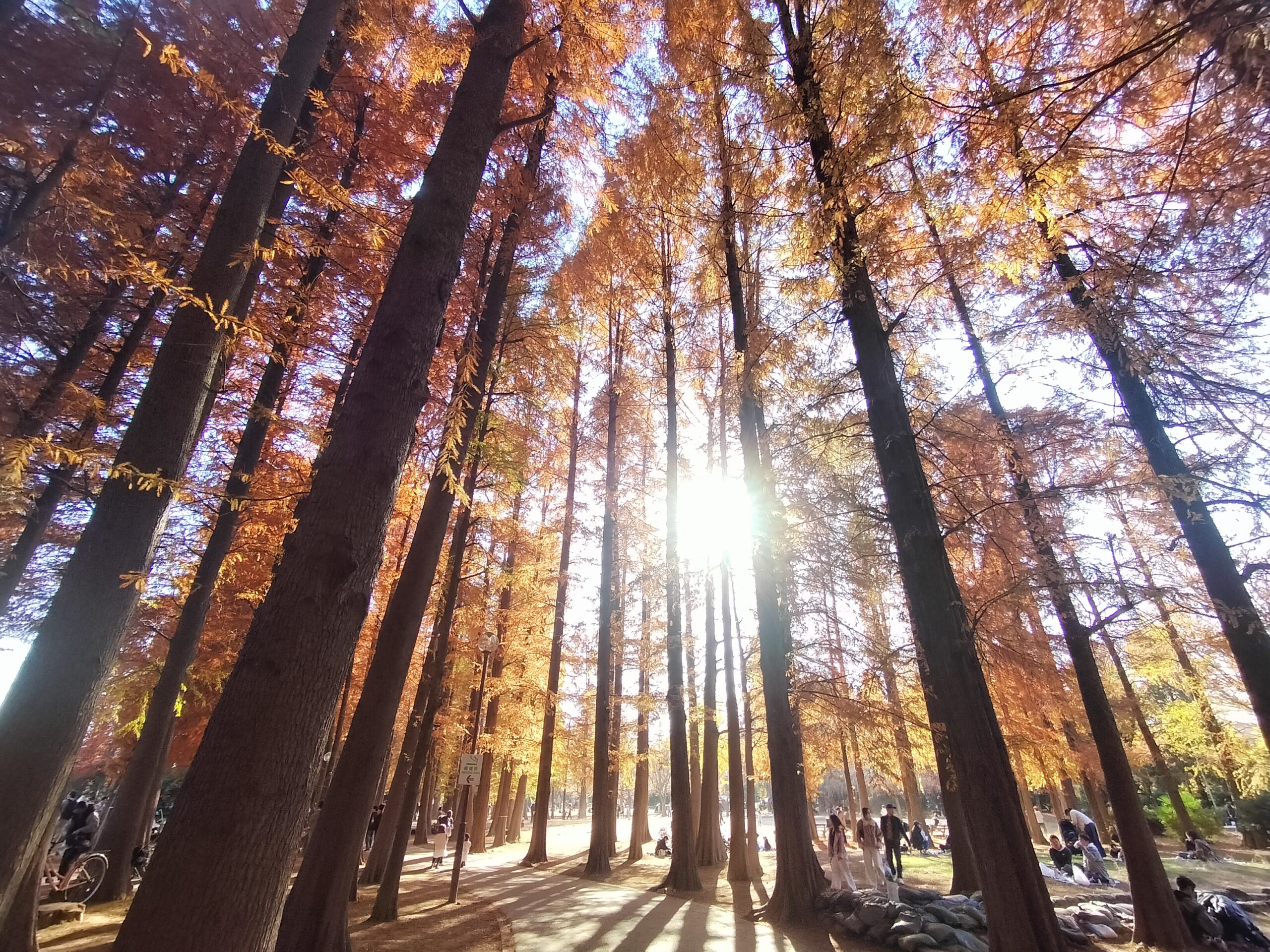 ここは異国！？沼に投影された木々の饗宴です！
