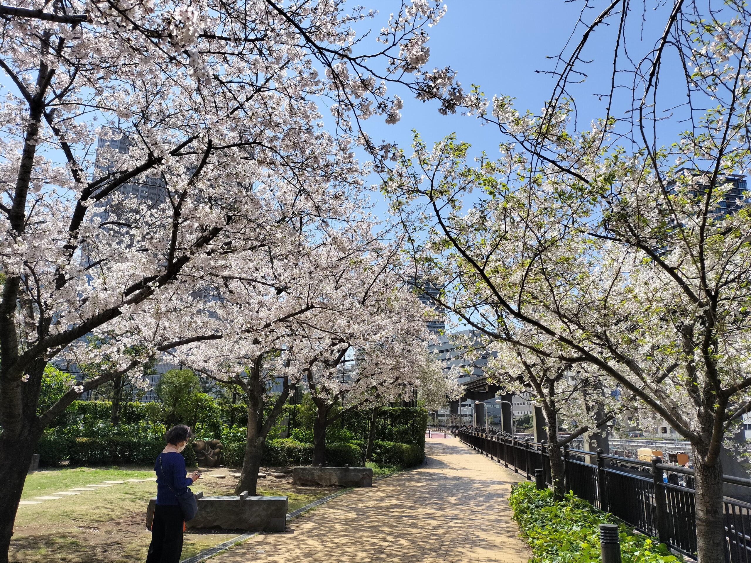 とうとう、桜の見どころも終わりました